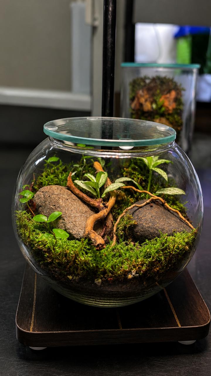 Round lidded terrarium with moss, branching wood, smooth stones, and white-veined leaves